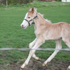 Haflinger Artos af kroggard