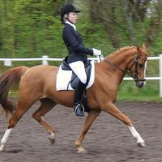 Tysk Sportspony Dimentjiva B-pony