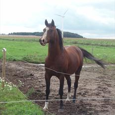 Arabisk fuldblod (OX) Al Ayman Kamal