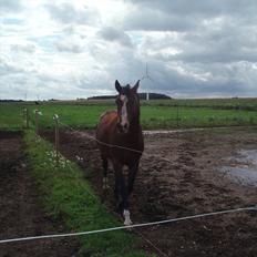 Arabisk fuldblod (OX) Al Ayman Kamal