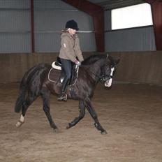 DSP Bøgely`s Celine