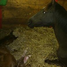 Anden særlig race Capoeira