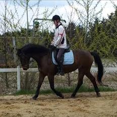 Anden særlig race Sussi/mulle-pigen<3