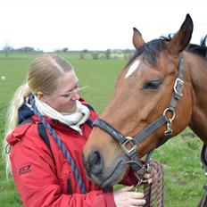 Hollandsk Varmblod Telrite (Rita)