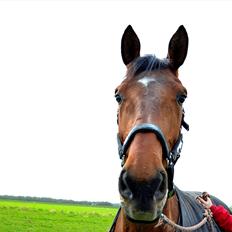 Dansk Varmblod Bakkens Chiquita (Baby)