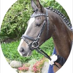 DSP Bøgely`s Celine