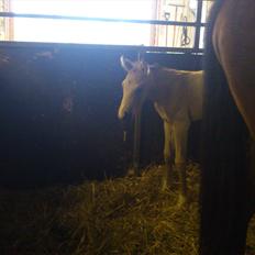 Palomino Mastermind