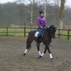 Tysk Sportspony Nyholms mr. Capitol (Nappe)