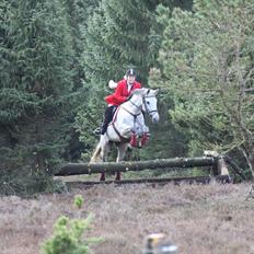 Dansk Varmblod Winzal Star