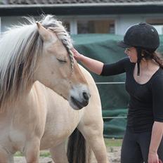 Fjordhest Katrinedals Bea |Tulle<3