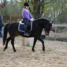 New Forest Horsemosens Prince Hamlet