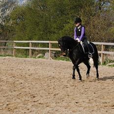 New Forest Horsemosens Prince Hamlet