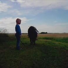 Shetlænder Black Stallion VBS