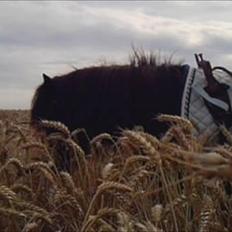 Shetlænder Black Stallion VBS