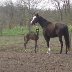 Fuldblod (XX) Bosun's Dream