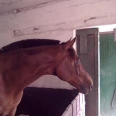 Trakehner Piccadelly 