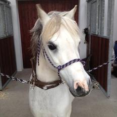 Welsh Mountain (sec A) Friday (Frede<3)