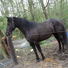 Anden særlig race Filly