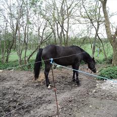 Anden særlig race Filly