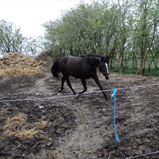 Anden særlig race Filly