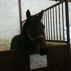 Anden særlig race Santos