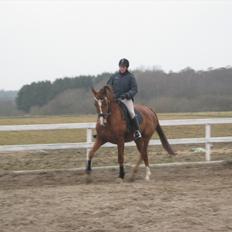 Dansk Varmblod Soks Søgård