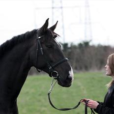 Hannoveraner Weltonas Star †