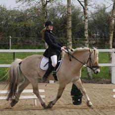 Fjordhest Mastrup Zolo forhenv.