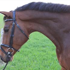 Dansk Varmblod Chavalier (solgt)