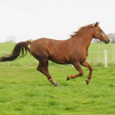 Anden særlig race Yasmin