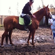 Anden særlig race Sheffield *min Baby*<3