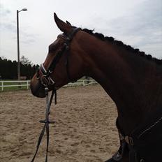 Dansk Varmblod Birkemosegaards Manila