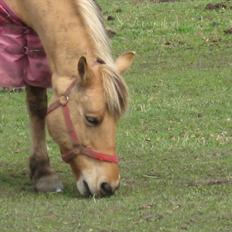 Anden særlig race sandy ( rideskole hest )