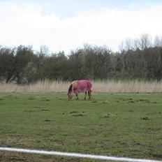 Anden særlig race sandy ( rideskole hest )