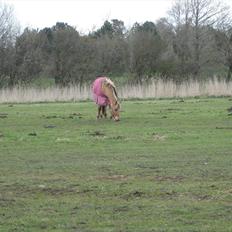Anden særlig race sandy ( rideskole hest )