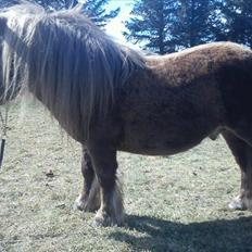 Shetlænder Gigant af Hola