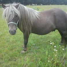 Shetlænder Gigant af Hola