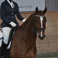 Dansk Varmblod Madigan Lox