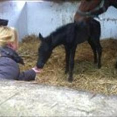 New Forest Calandias Blackjack