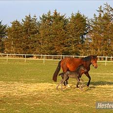 New Forest Calandias Blackjack