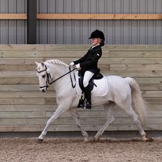 Welsh Pony (sec B) Møllegaards Showman A-Pony " Solgt"