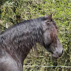 Frieser Ieke Mewaline B. #SOLGT# R.I.P. Mulle