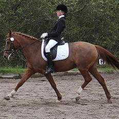 Hollandsk Sportspony Chanell S