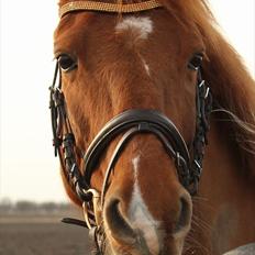 Hollandsk Sportspony Chanell S