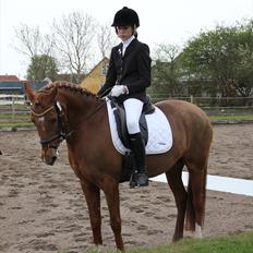 Hollandsk Sportspony Chanell S