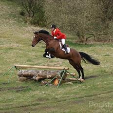 Dansk Varmblod Zaro R.I.P <3