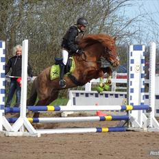 Islænder Hremsa Fra Vinkærgård <3