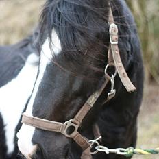 Anden særlig race Zafir