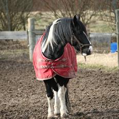 Anden særlig race Zafir