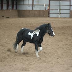 Anden særlig race Zafir